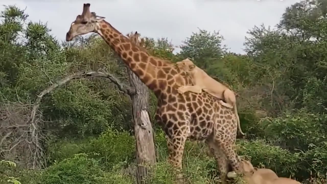 wild animals fight