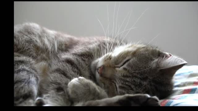 sleeping cat /Lovely cat /house cat