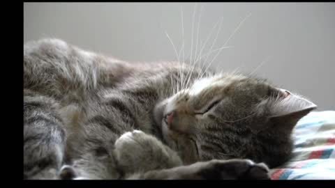 sleeping cat /Lovely cat /house cat