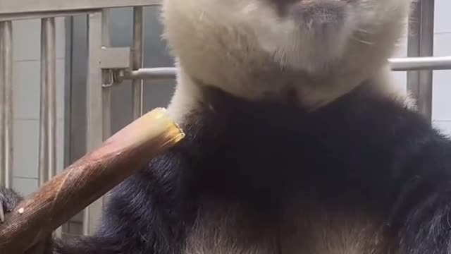 Giant panda eats bamboo