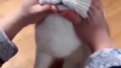 Most Satisfying Funny Cat Video 😂😂😂.