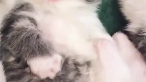 Cute Little Kittens #shorts #viral #shortsvideo #video