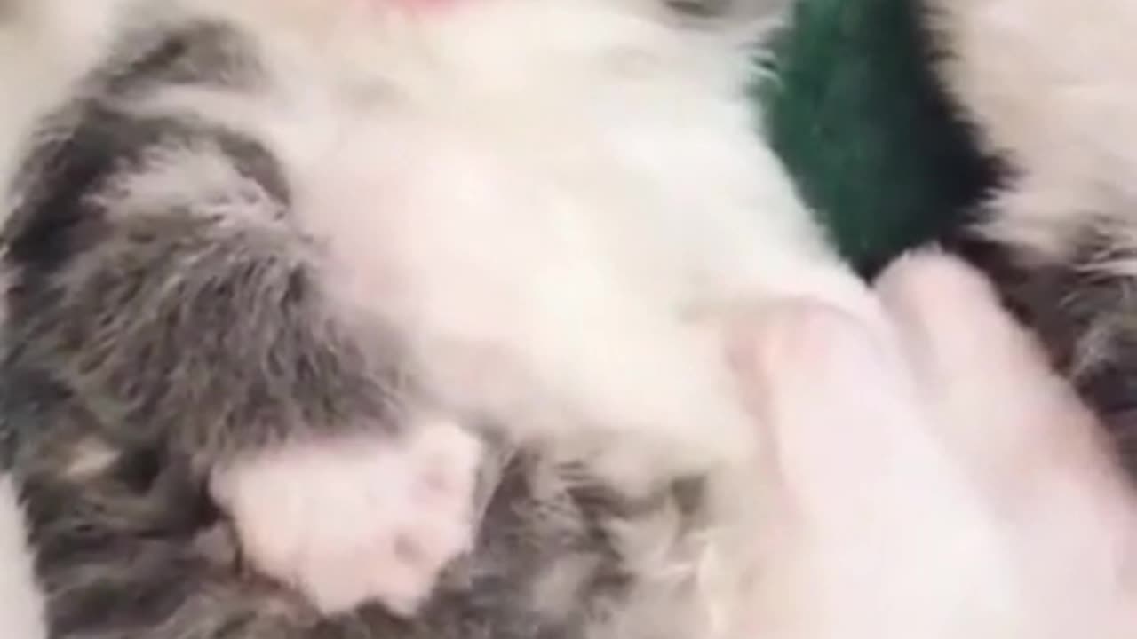Cute Little Kittens #shorts #viral #shortsvideo #video