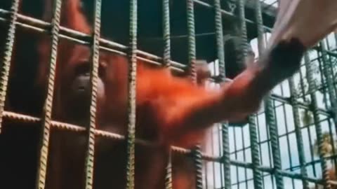 Danger monkey