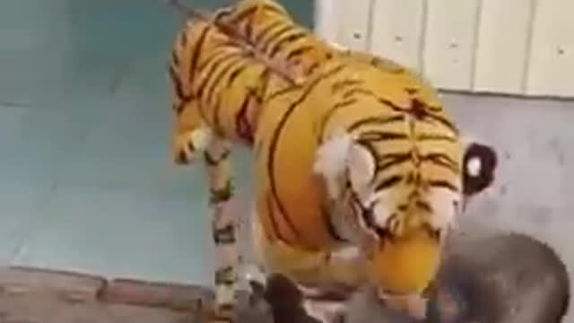 The puppy's reaction when encountering a fake tiger