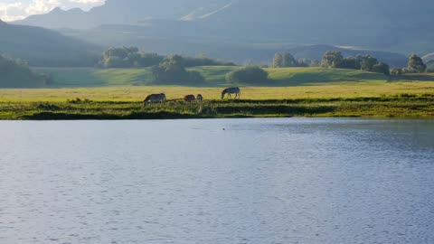 Footage Of Zebras Beside The Lake