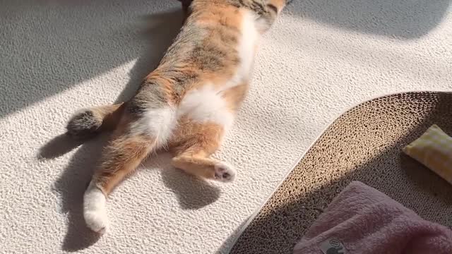 Sunbathing Cat