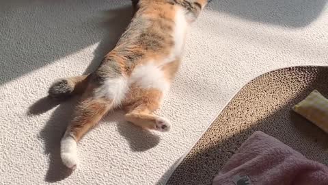 Sunbathing Cat