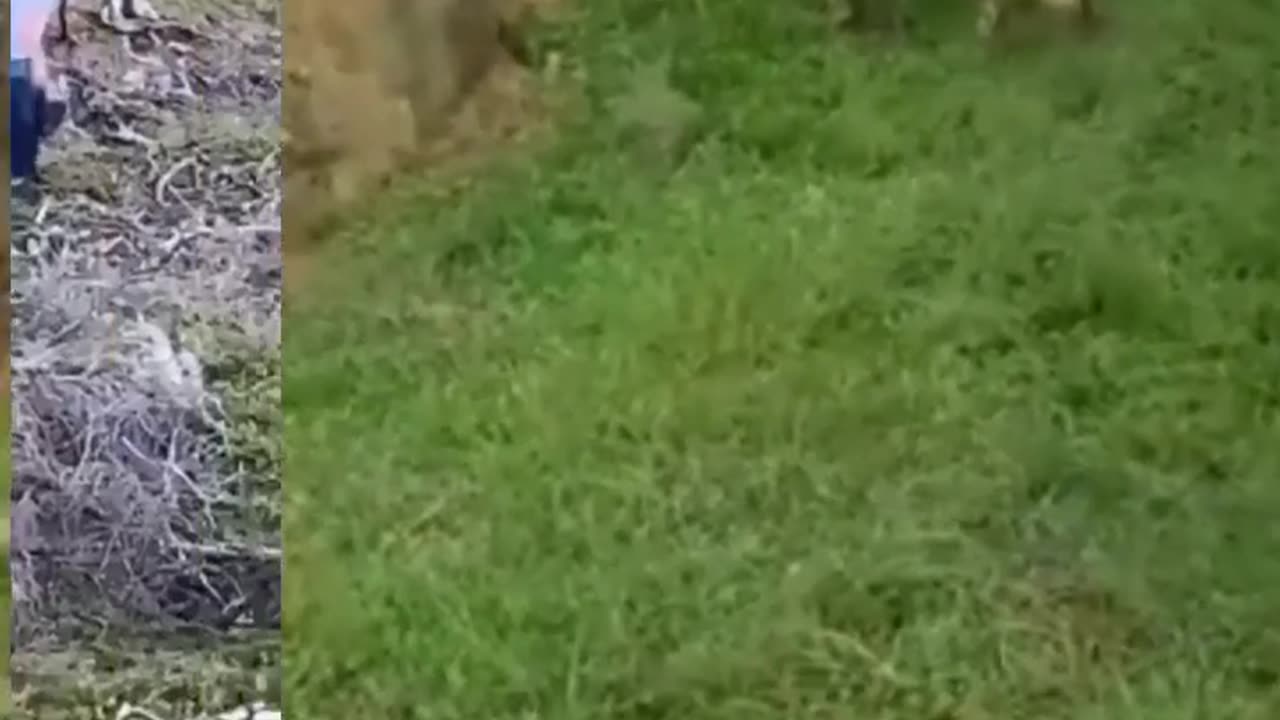 Funny Animals reaction