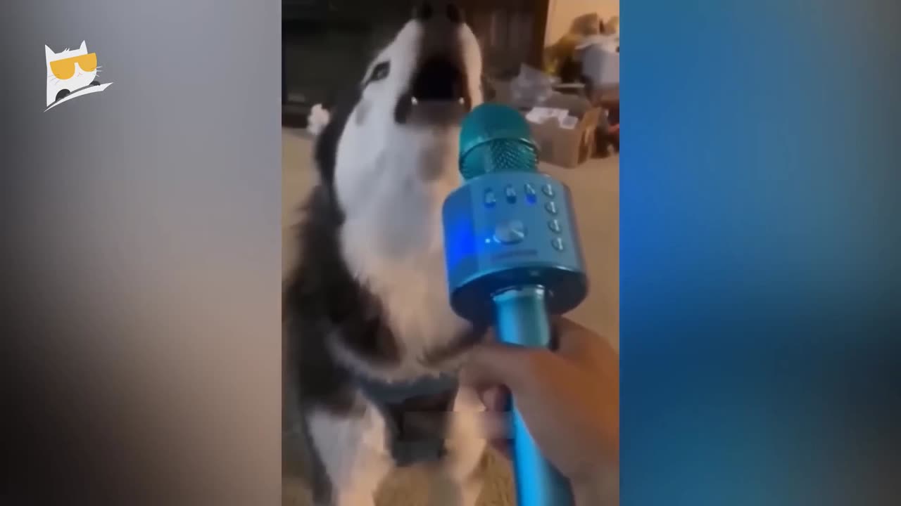 Funny cat video funny fails 🤣🤣