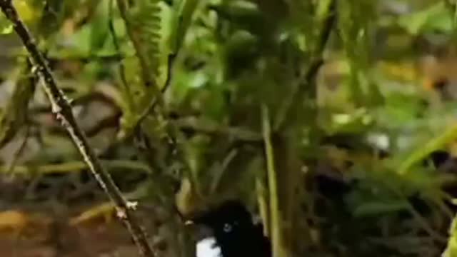 What kind of bird dances and turns in circles, like a black swan