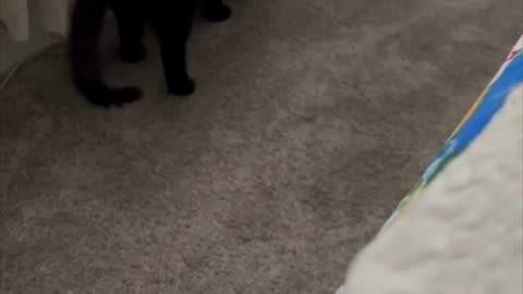 Adopting a Cat from a Shelter Vlog - Cute Precious Piper is a Health and Safety Inspector #shorts