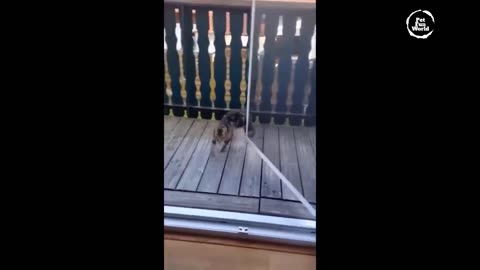 Funniest Animals New Funny Cats and Dogs Videos - Ep.25