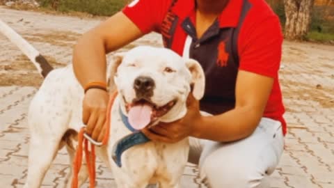 Pitbull Dog🐶🐶🐶