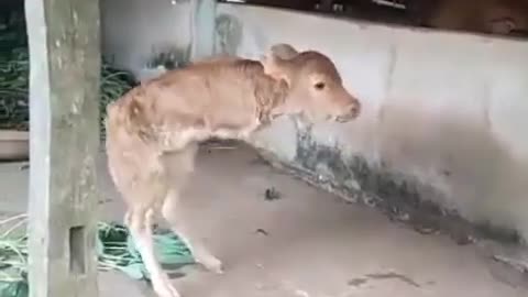 The calf has one leg, see how it walks.