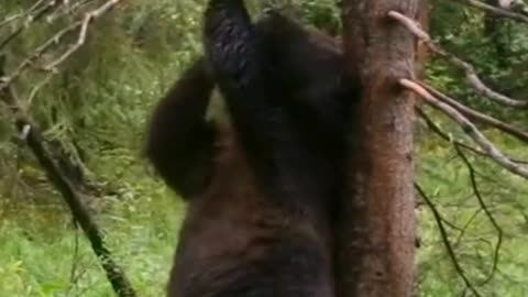 Funny bear dance