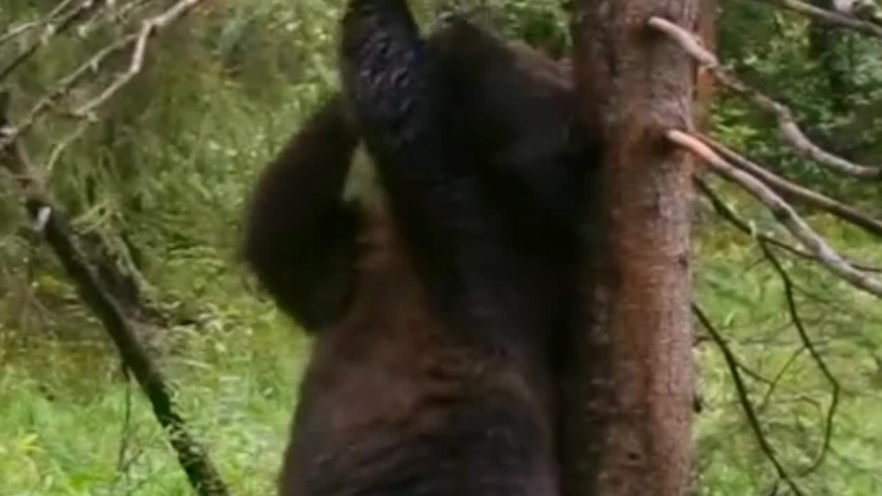 Funny bear dance