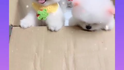 Cute dogs funny video