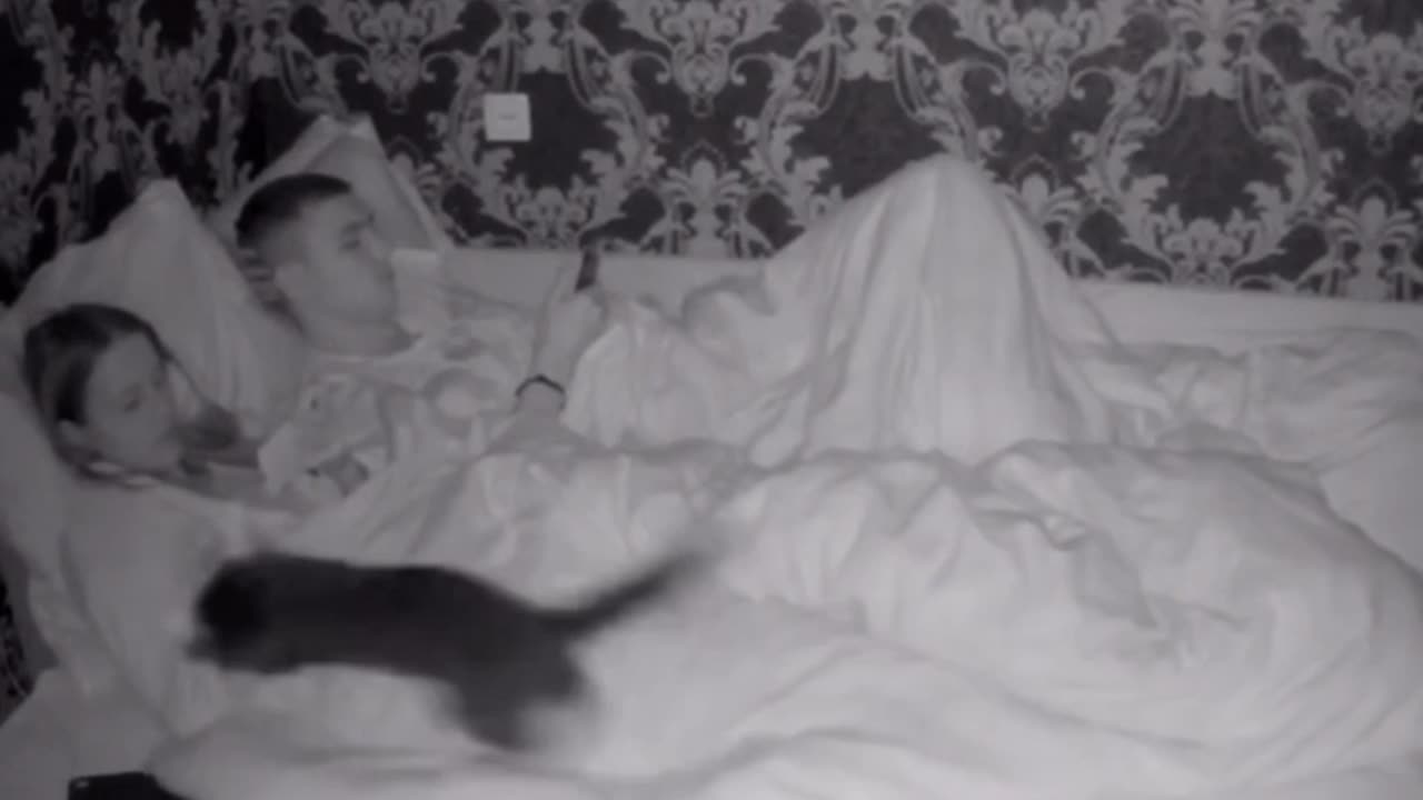 Cat disturbing their care taker while sleep 😂