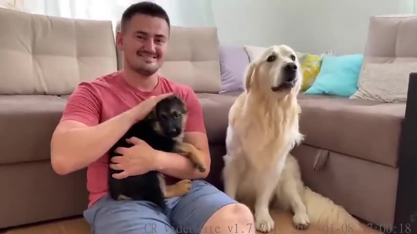 Golden Retriever Reacts to our New German Shepherd Puppy