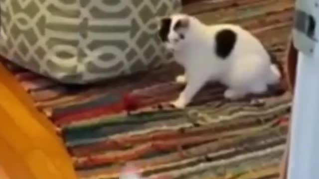 Funny cats, funny animals compilation