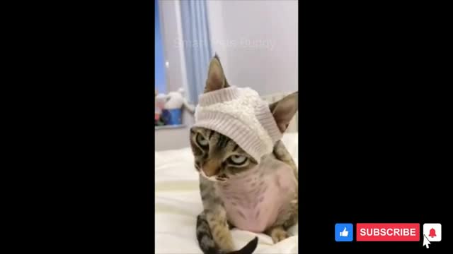 Very Funny 😂🤣 Dogs & cat Videos.....