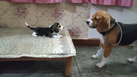 Como se tornar um influenciador fofo de animais de estimação em três etapas fáceis