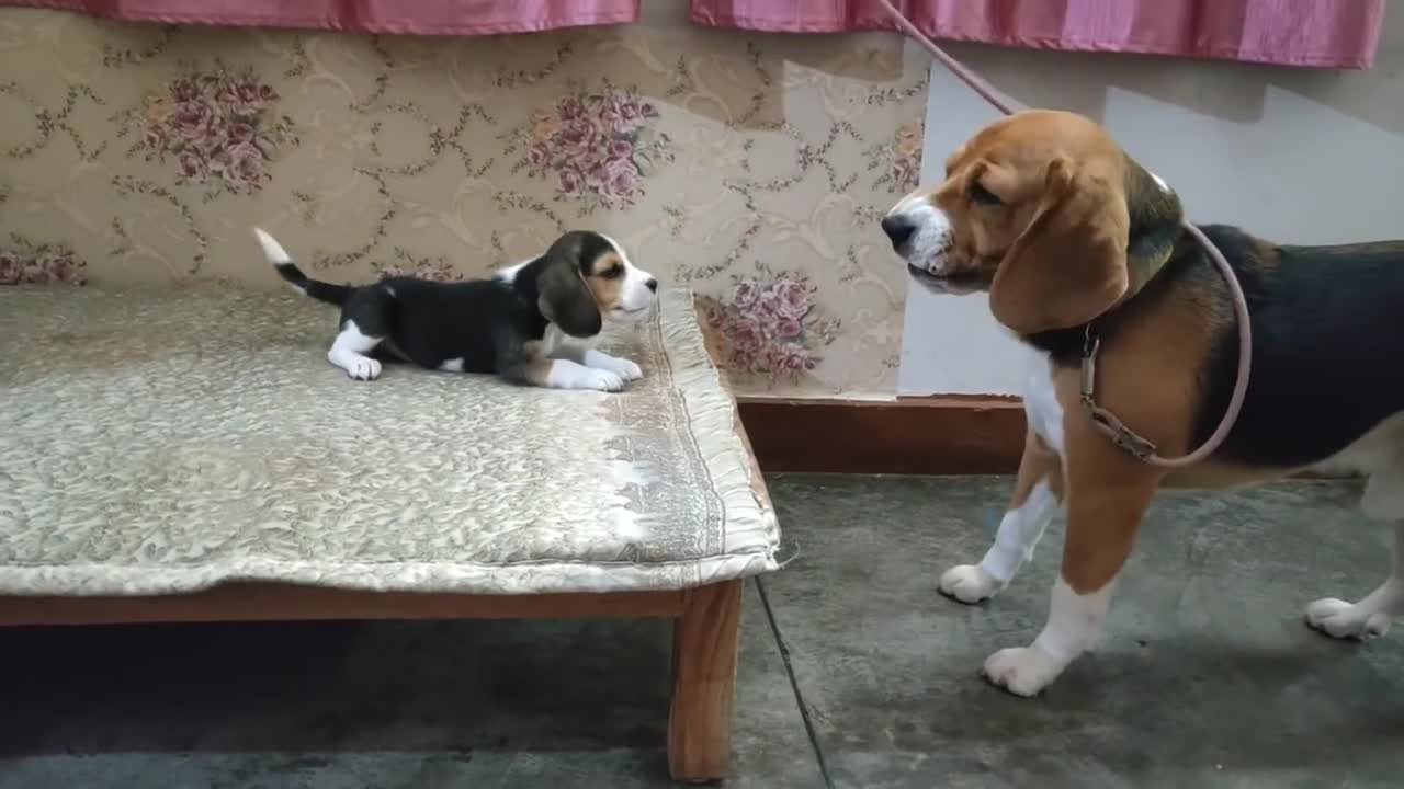 Como se tornar um influenciador fofo de animais de estimação em três etapas fáceis