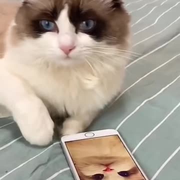 Cute and Funny Cat Video Compilation 2022 #Shorts