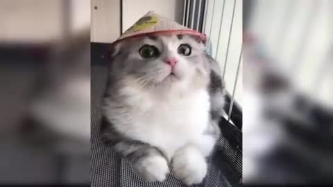 lovely Cat