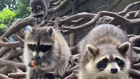 This is the little raccoon noodles.