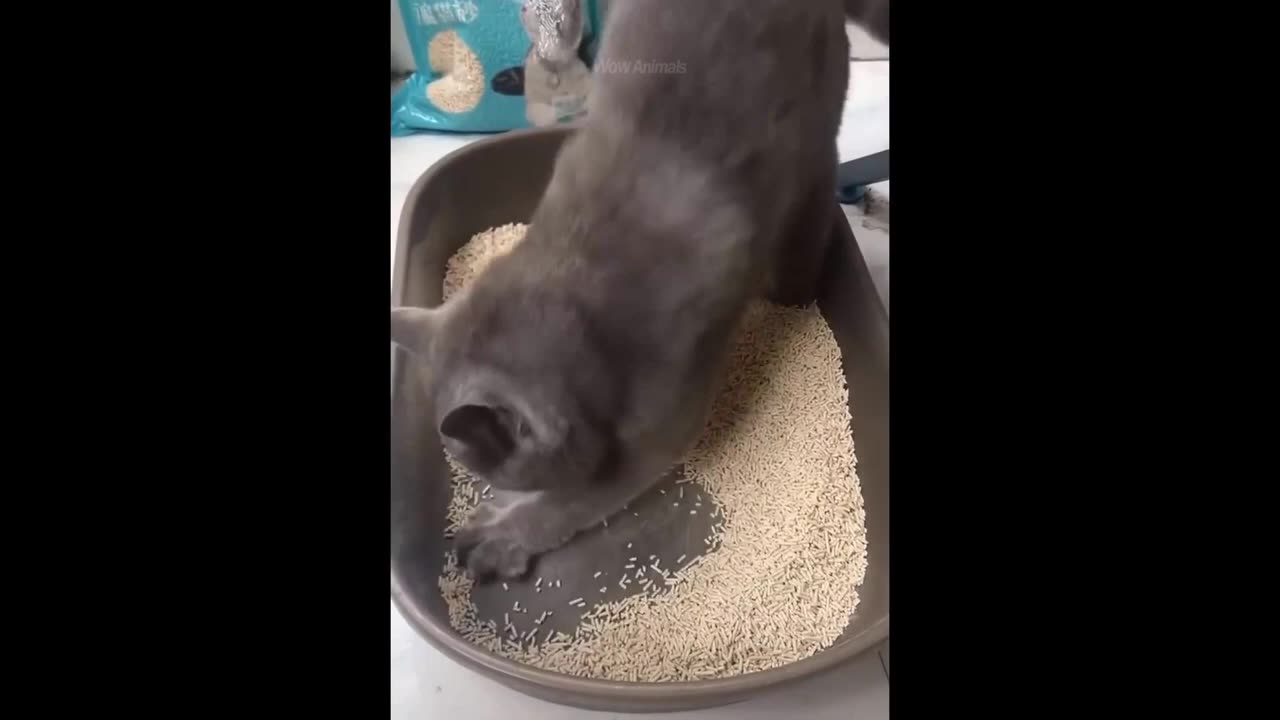 Cute cat act