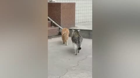 Animal Funny Video