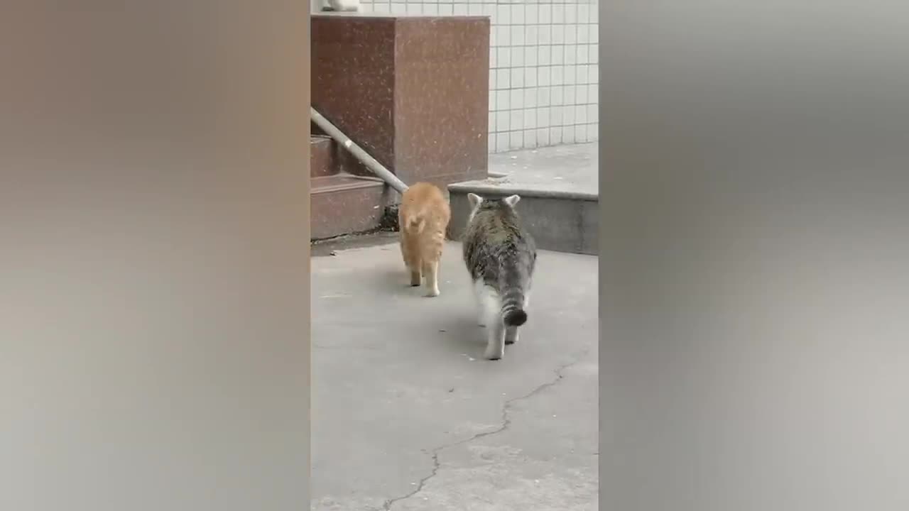 Animal Funny Video