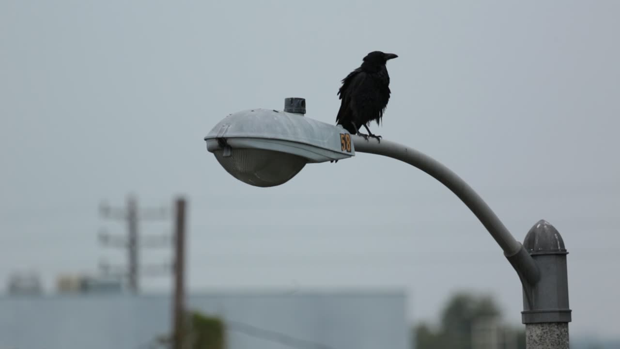 Black Crow On A Light Pole