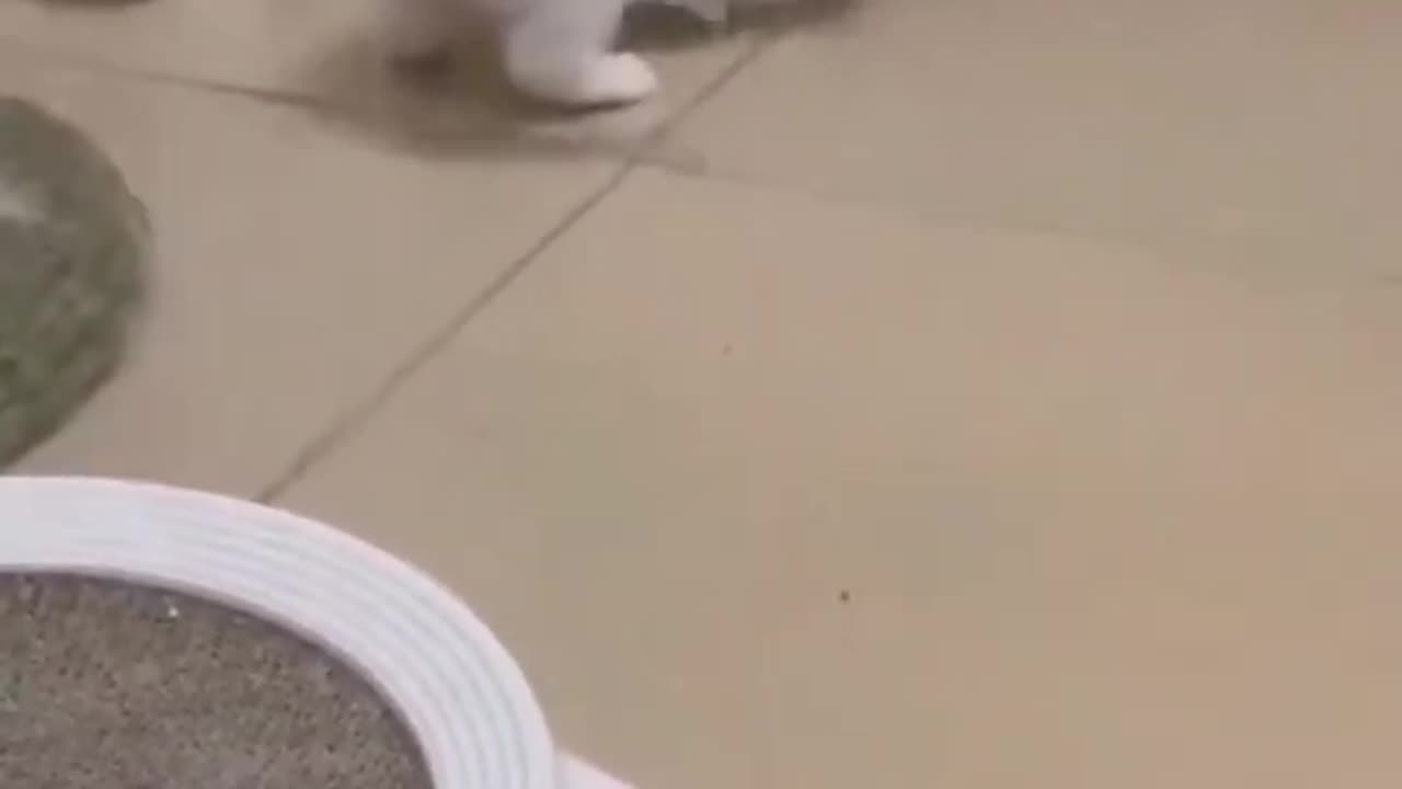 Funny cats compilation 2023 || funny cat video #shorts