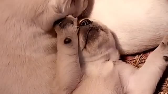 It's time to LAUGH with Dog's life! Funny Dog Videos