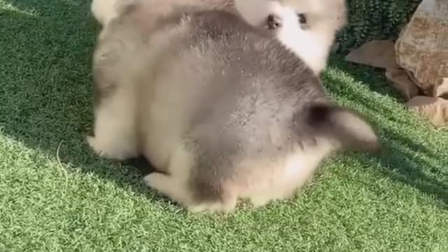 Fluffy