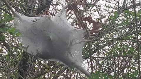 Web Cocoon Trap Nest TX