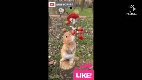 Super CUTENESS Alert! Watch the Boss Rabbit Take Over! #cuterabbits