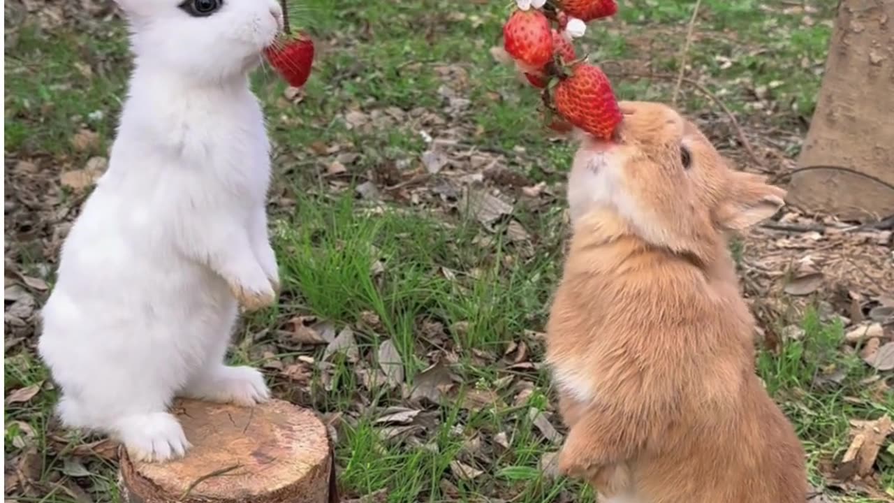 Cute Rabbits Eating Strawberries