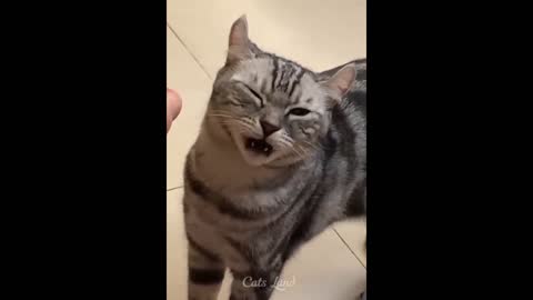 Funniest cats video 🐱 part 1 clip #1 #funnycats #cutecats