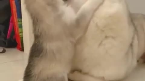 Cute Puppy Playing with Mom