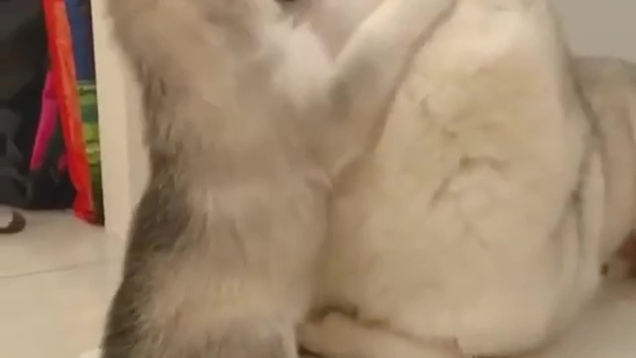 Cute Puppy Playing with Mom