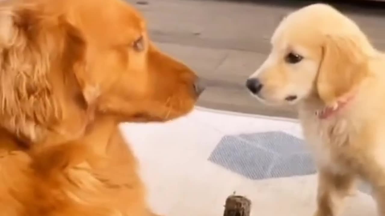 FUNNY CATS and DOGS 🐱🐶 & other CUTE ANIMALS 🐾 New Funniest Animals Videos 2023 😂