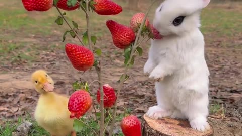 Cute bunny eating