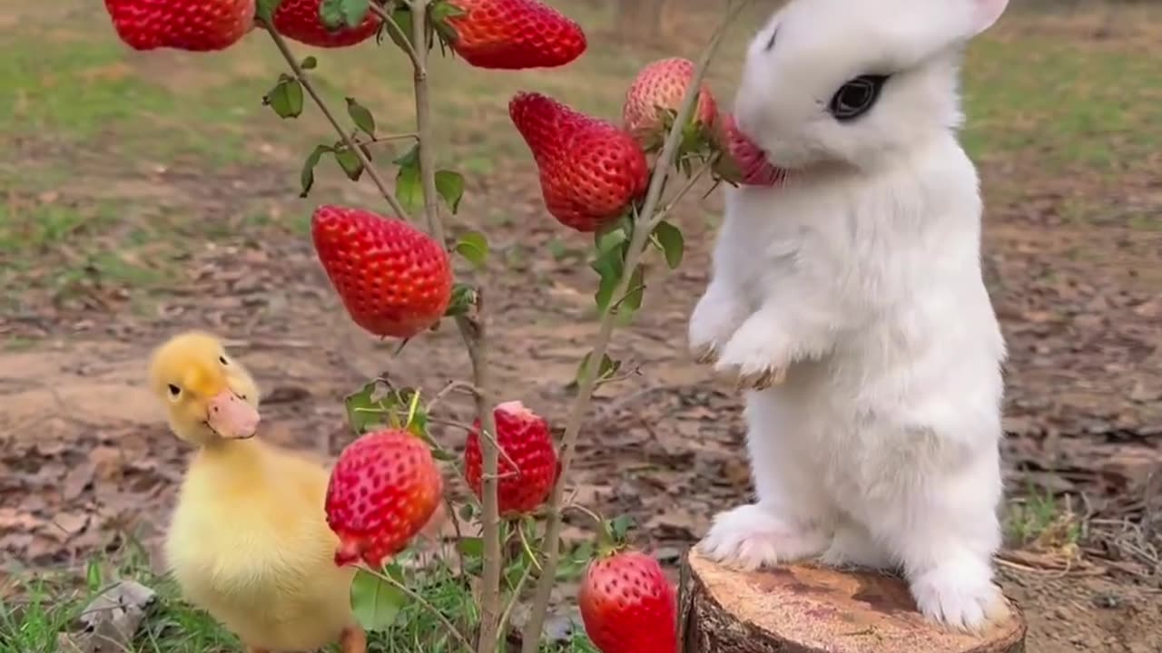 Cute bunny eating