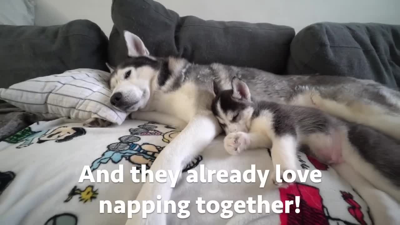 Husky Puppy and Dad's First Nap Ever!