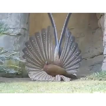 Bird world funny video