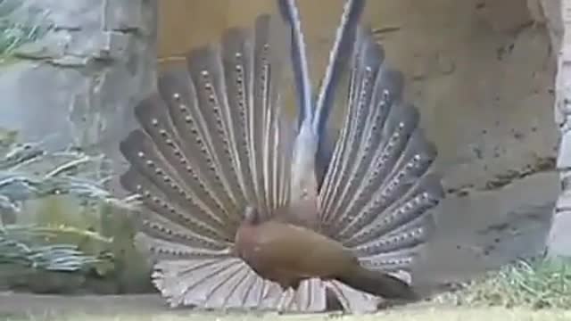 Bird world funny video